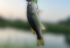 ラージマウスバスの釣果