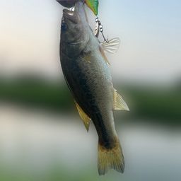 ラージマウスバス