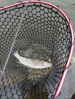 ニジマスの釣果