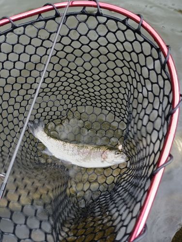 ニジマスの釣果