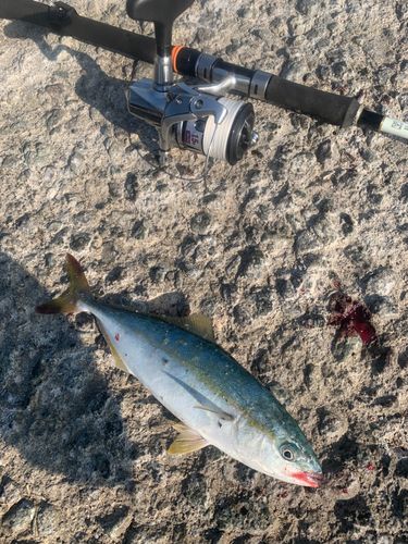 ワカシの釣果
