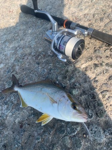 ショゴの釣果