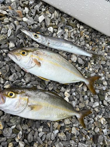 ショゴの釣果