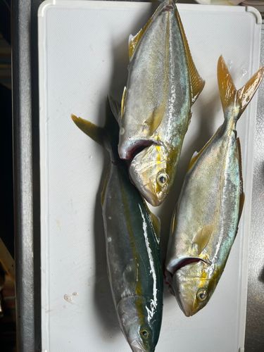 釣果