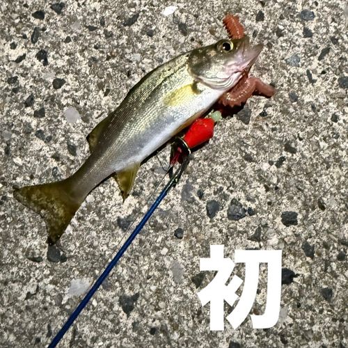 セイゴ（ヒラスズキ）の釣果