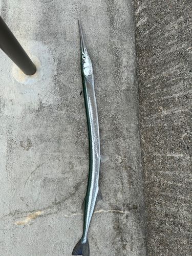 ダツの釣果