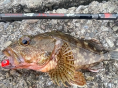 カサゴの釣果
