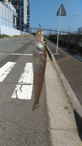シロギスの釣果