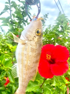 イトフエフキの釣果