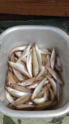 シロギスの釣果