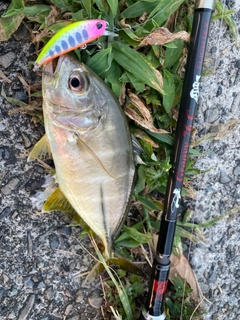 メッキの釣果