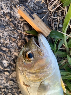 メッキの釣果