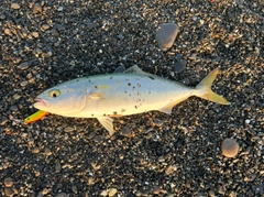 ワカシの釣果