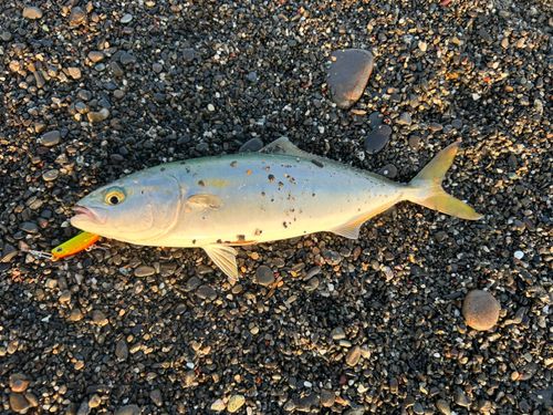ワカシの釣果
