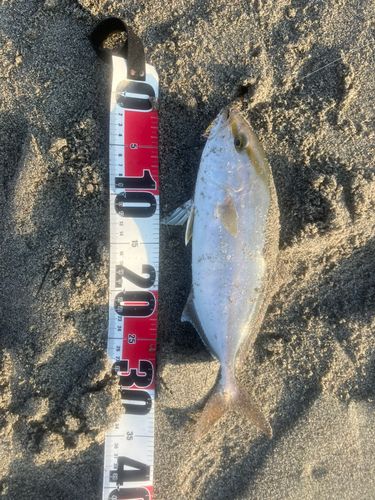 ショゴの釣果