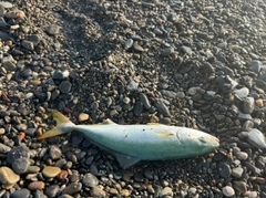 ワカシの釣果