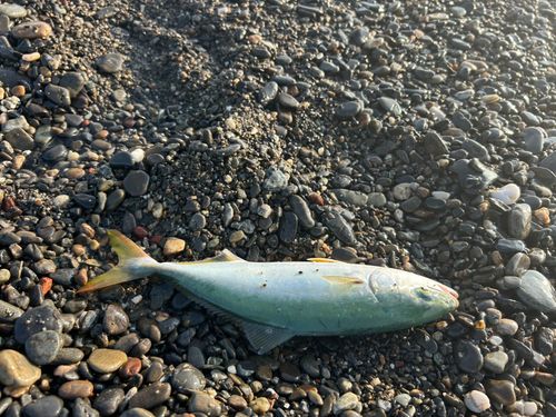 ワカシの釣果