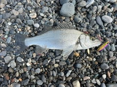 セイゴ(ヒラスズキ)の釣果