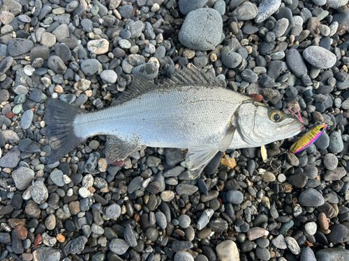 セイゴ（ヒラスズキ）の釣果