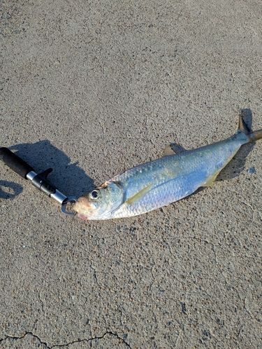 ヒラの釣果