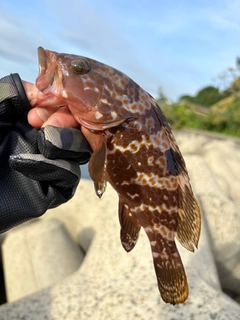 キジハタの釣果