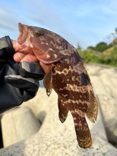 キジハタの釣果