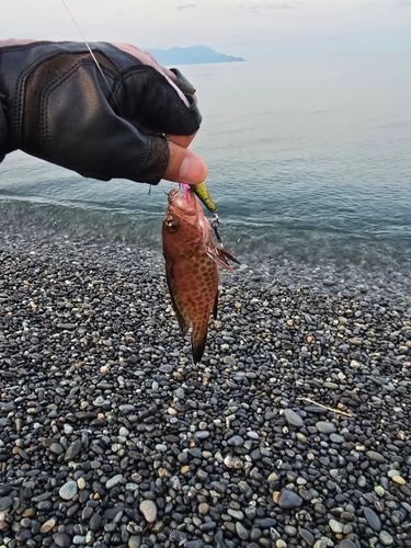 オオモンハタの釣果