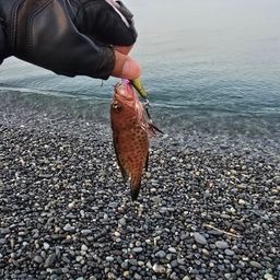 オオモンハタ