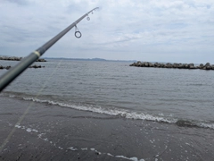 シロギスの釣果