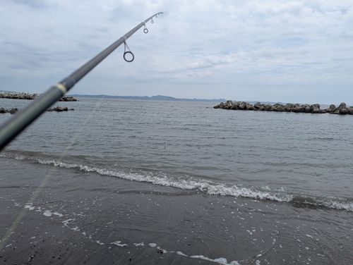 シロギスの釣果