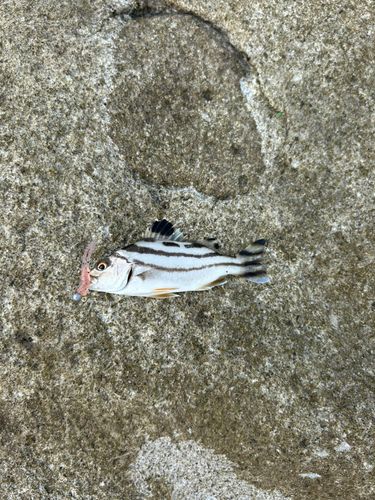 コトヒキの釣果