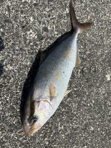 ショゴの釣果