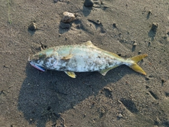 ワカシの釣果