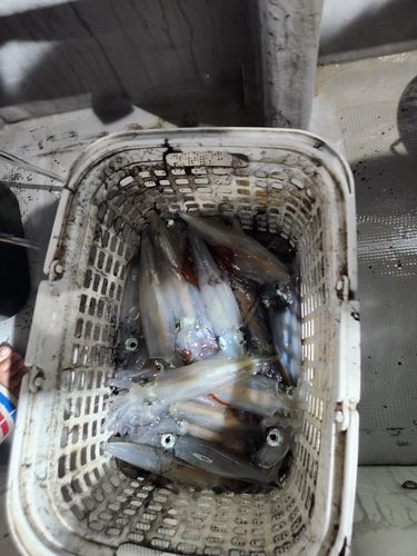 ケンサキイカの釣果