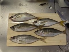 アジの釣果