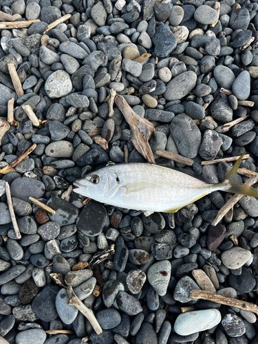 シマアジの釣果