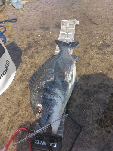 チヌの釣果