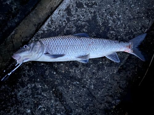 ニゴイの釣果