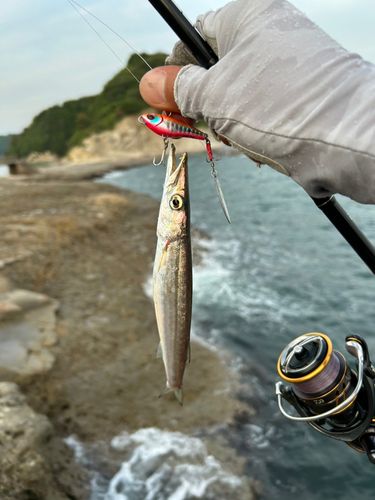 カマスの釣果