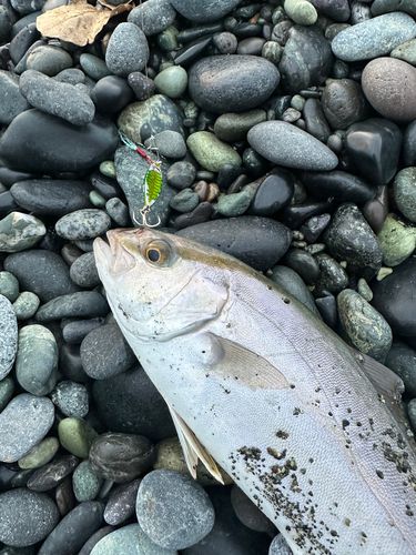 ショゴの釣果
