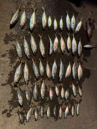 アジの釣果