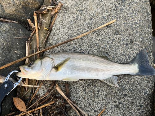 セイゴ（タイリクスズキ）の釣果