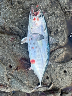 スマガツオの釣果
