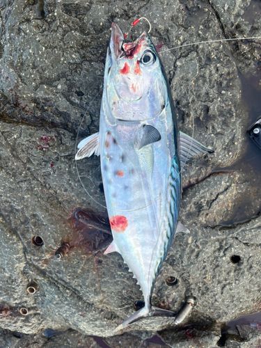 スマガツオの釣果