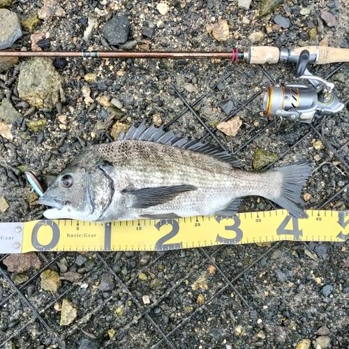 クロダイの釣果