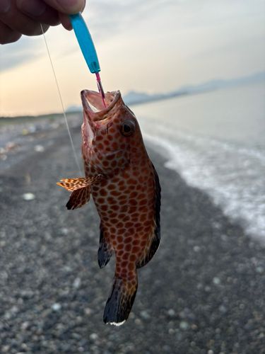 オオモンハタの釣果