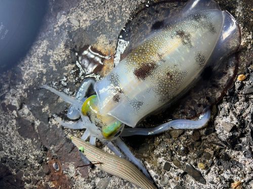 アオリイカの釣果