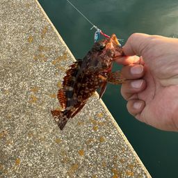 アラカブ
