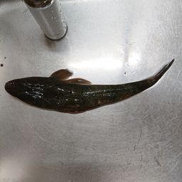 マゴチ
