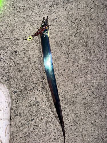 タチウオの釣果